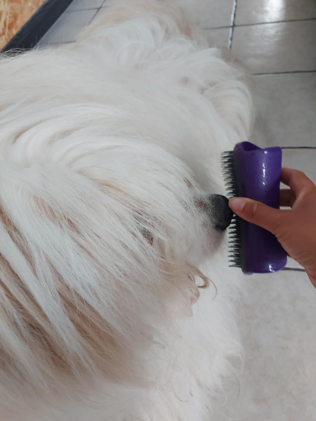 Ma chienne l'adore