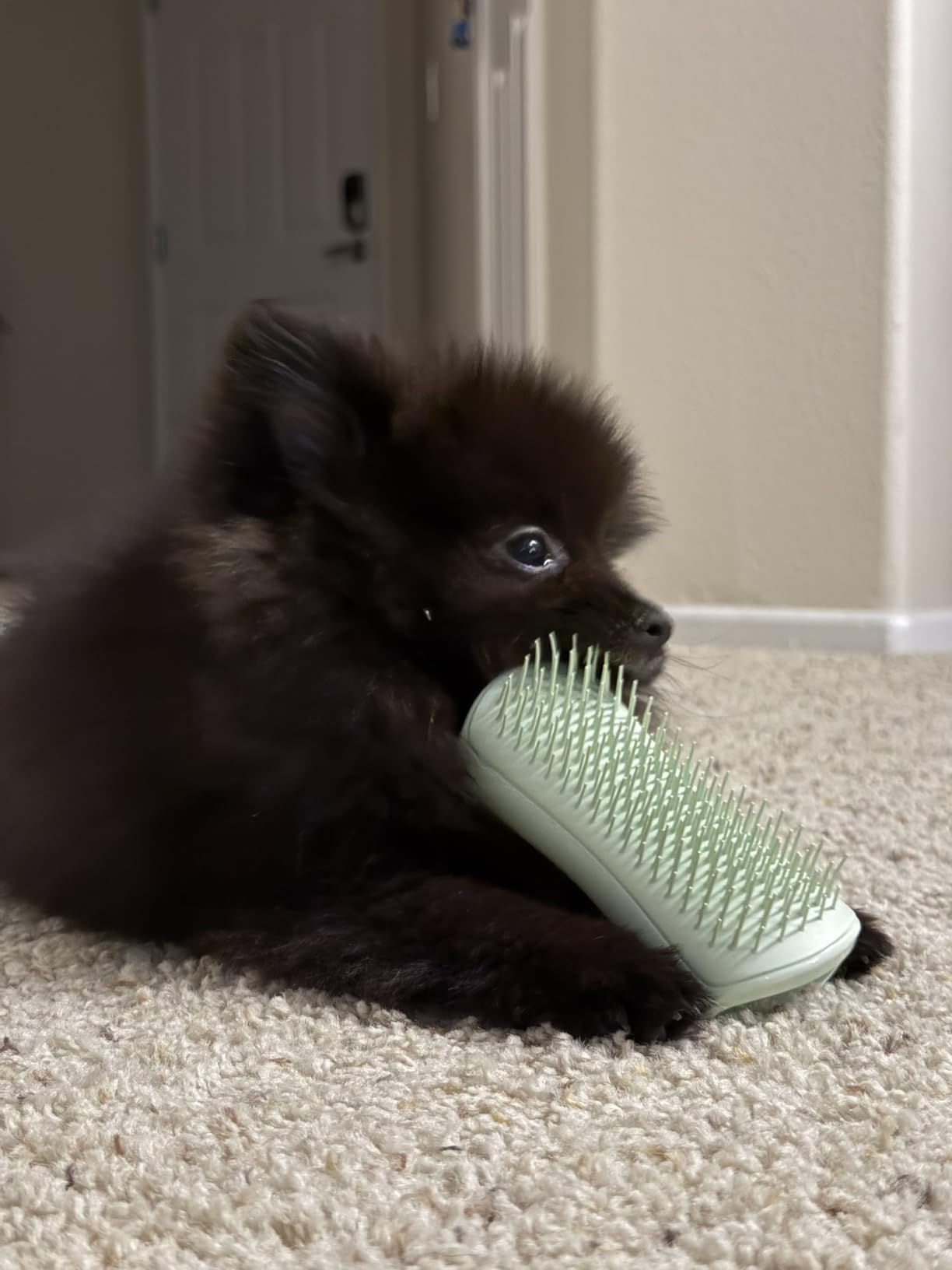 Parfaite pour les chiots