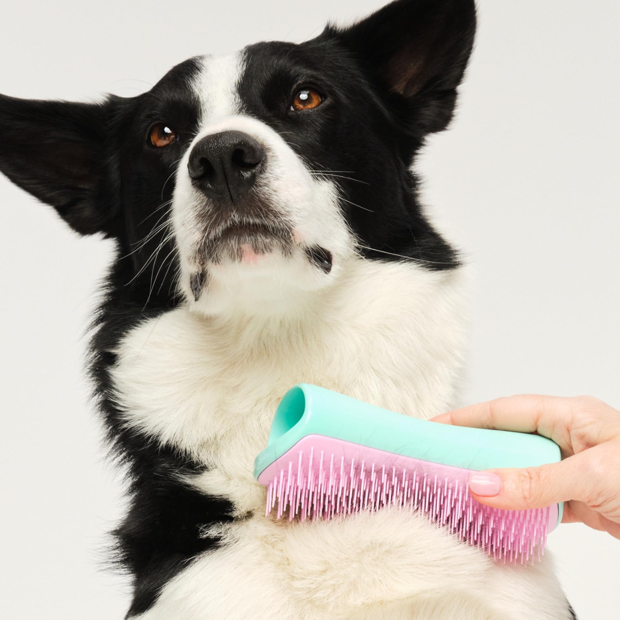 tangle-teezer-pet-teezer-menthe-et-rose-brosse-de-toilettage-chien-double-pelage image 3