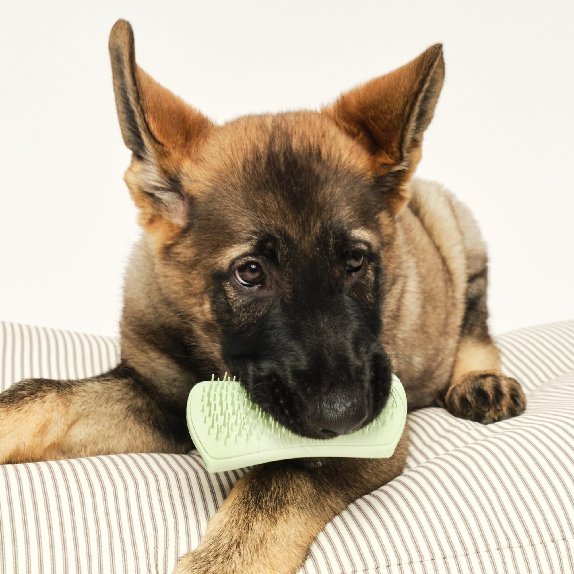 tangle-teezer-pet-teezer-puppy-brosse-de-toilettage-douce-pour-chiot-picots-deux image 7