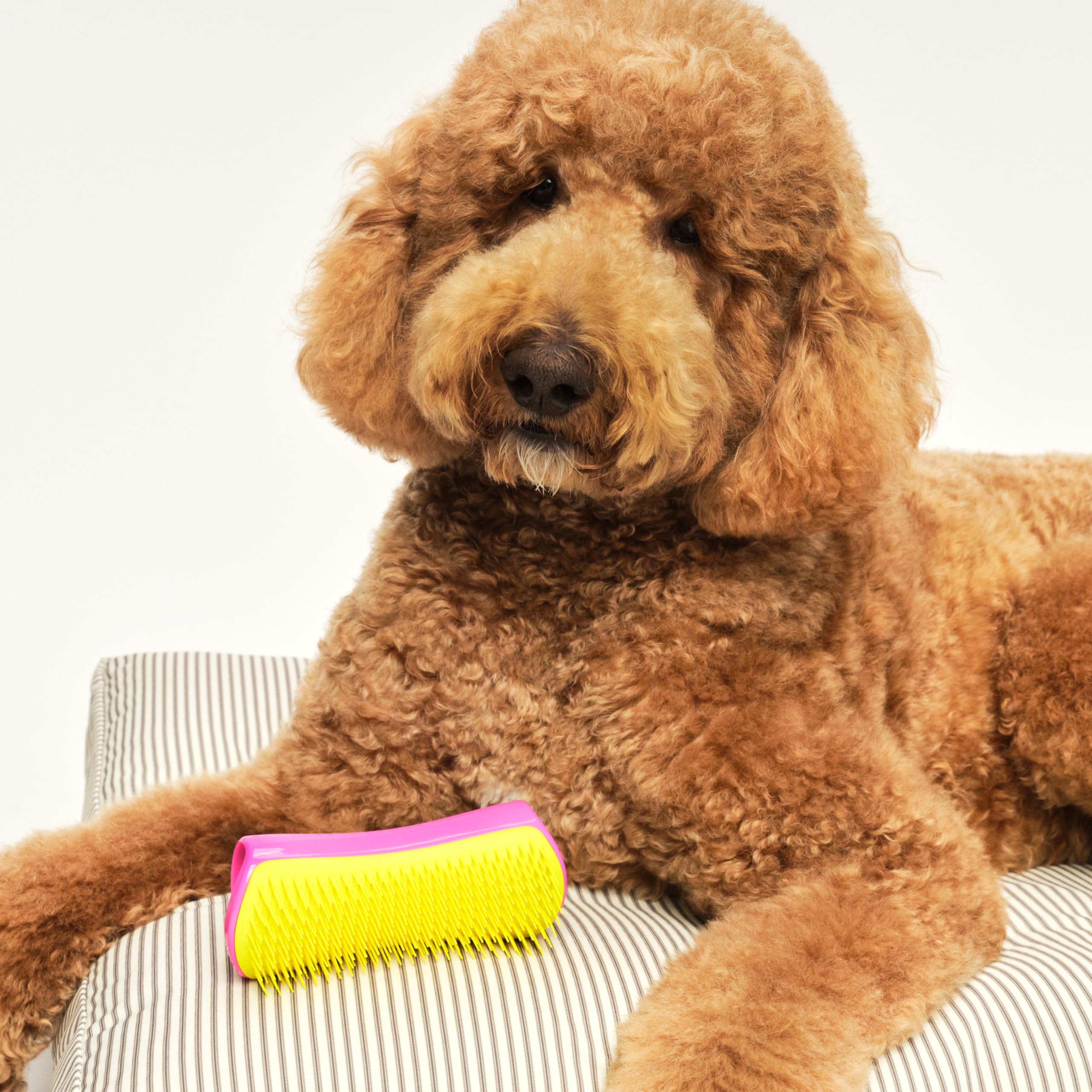 tangle-teezer-pet-teezer-large-brosse-d-m-lante-de-toilettage-pour-chien-double- image 6